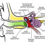 ucho - budowa ucha2